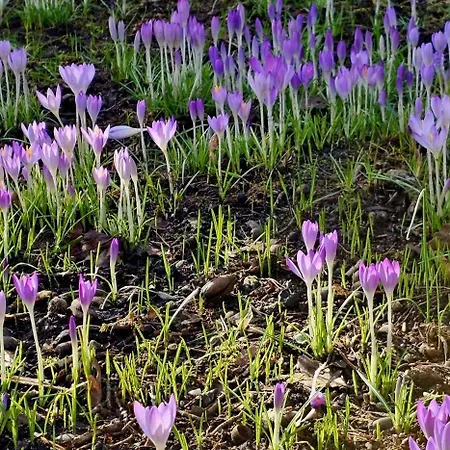 بيت للعطل Dennenhuis Vaassen