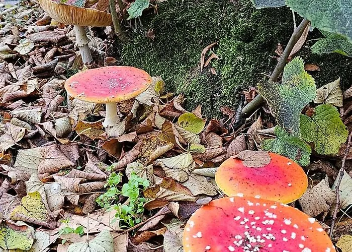 Dennenhuis * Vaassen