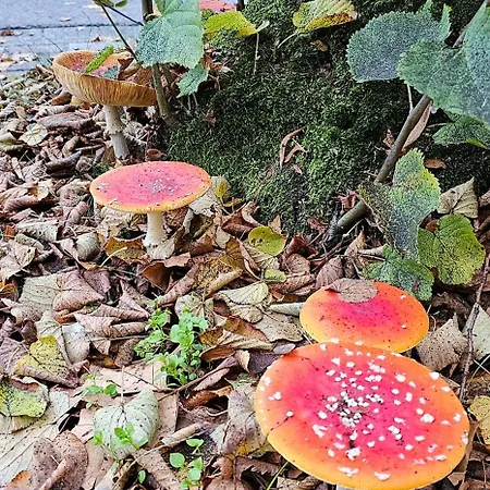 Dennenhuis * Vaassen