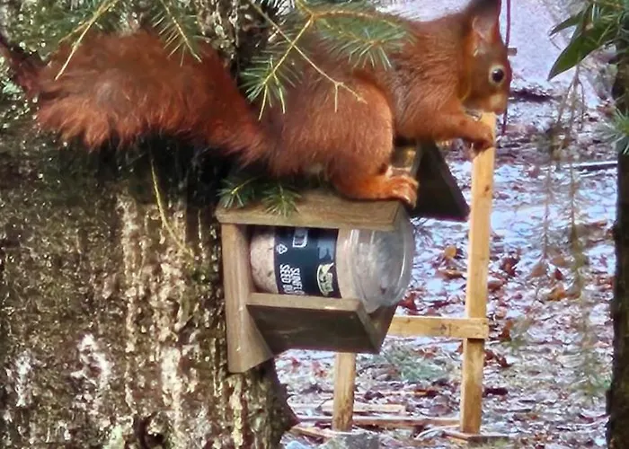 Dennenhuis Semesterbostad *