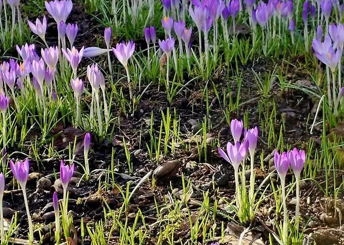 Semesterbostad Dennenhuis Vaassen